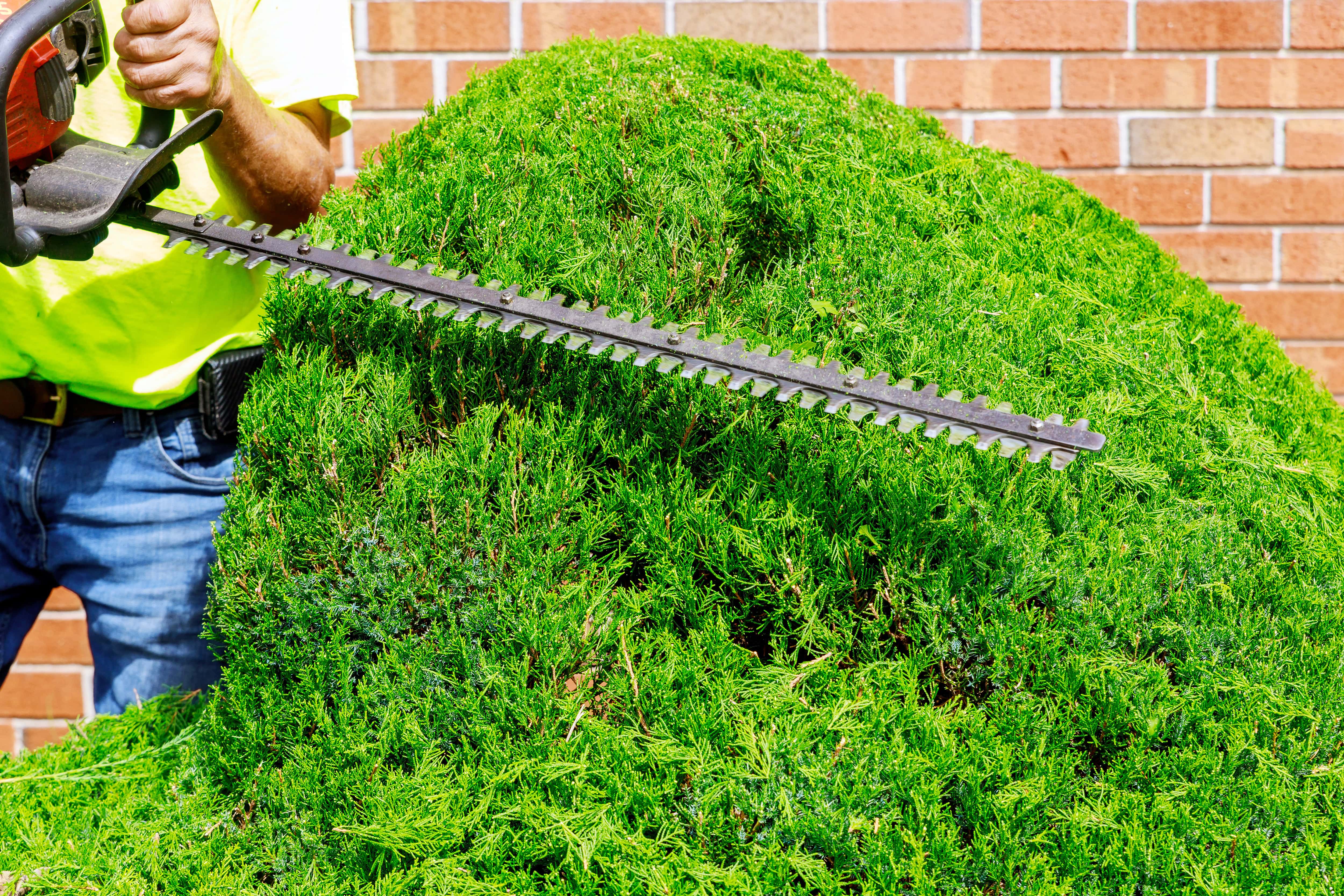 Lawn Image